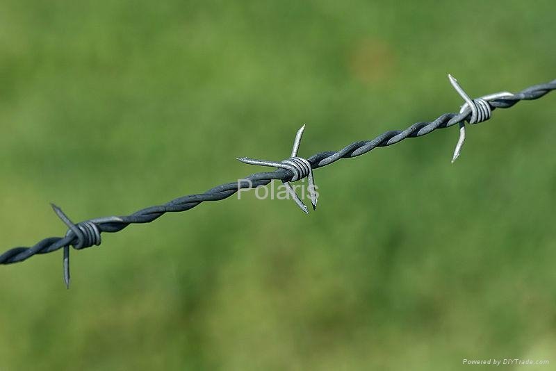 barbed wire 5