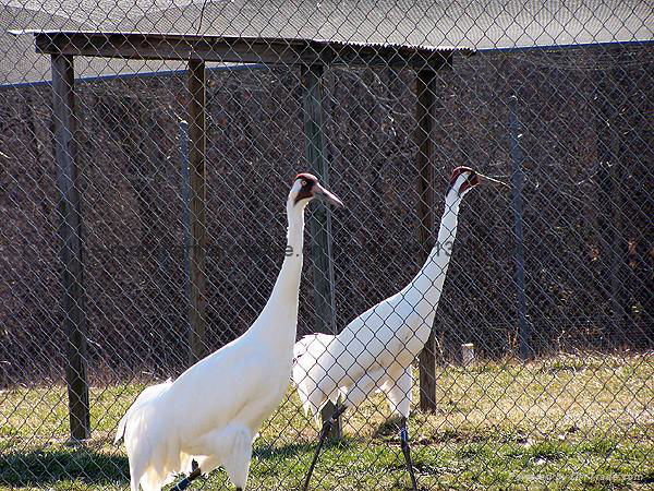 Chain Link Fence 