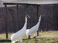 Chain Link Fence  1