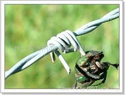 barbed  wire 2