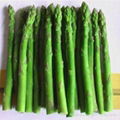 Frozen white asparagus 3