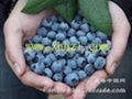 Fumet Organic Fruit Wine    Blueberry