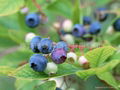 Organic Blueberry Wine   Blueberry Angel 1