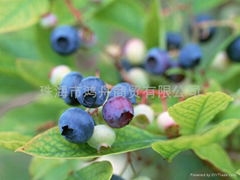 野生藍莓佳釀  藍莓天使