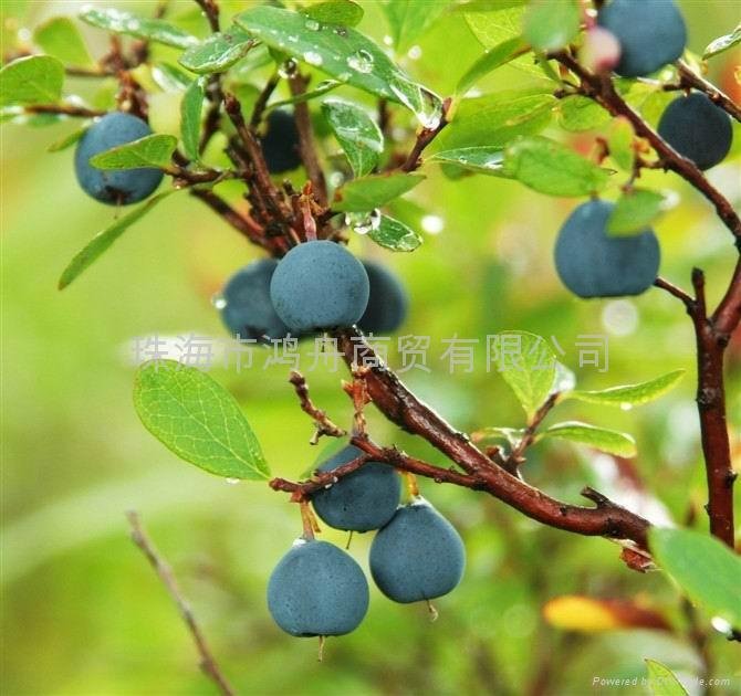 Fumet Organic Blueberry Wine