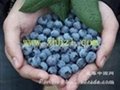 野生藍莓佳釀 藍莓天使 3