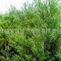 Tea Tree Oil 1