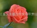 Rose oil