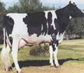 黑白花類荷斯坦高產奶牛