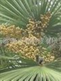 Saw palmetto extract 1