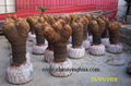 Cycas-Cycas Revoluta-Cycad-Sago Palm 2