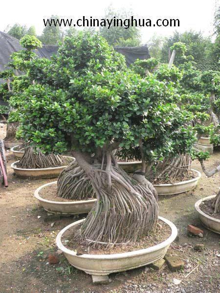 Ficus Microcarpa Ginseng Bonsai China Trading Ficus Microcarpa Ginseng Bonsai 1