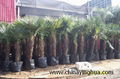 Trachycarpus Fortunei-Chamaerops