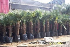 Trachycarpus Fortunei-Chamaerops Excelsa-Cold Hardy Palm