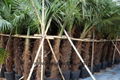 Trachycarpus Fortunei-Chamaerops Excelsa-Cold Hardy Palm 2