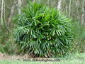 Rhapis Excelsa-Rhapis Multifida-Rhapis 2