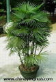 Rhapis Multifida-Rhapis Excelsa-Rhapis 1