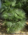 Rhapis Multifida-Rhapis Excelsa-Rhapis 2