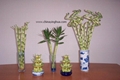 Lucky Bamboo-Dracaena