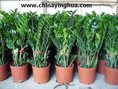 Zamioculcas Zamiifolia-Money Tree-Indoor Plants-Bonsai