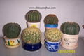 Cacti-Cacti Grafted-Cactus-Cereus-Succulent 2