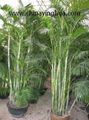 Chrysalidocarpus Lutescens-Areca Palm-Indoor Plants 1