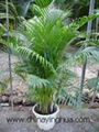 Chrysalidocarpus Lutescens-Areca Palm-Indoor Plants 2