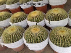 Echinocactus Grusonii-Golden Barrel Cactus-Golden Ball Cactus-Cactus-Succulent