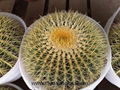 Echinocactus Grusonii-Golden Barrel Cactus-Golden Ball Cactus-Cactus-Succulent 2