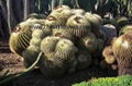 Echinocactus Grusonii-Golden Barrel Cactus-Golden Ball Cactus-Cactus-Succulent 3