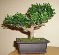 Carmona Microphylla-Fukien Tea-Bonsai