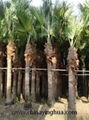 Livistona Chinensis-Fan Palm-Palm Tree 1