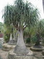 Nolina Recurvata-Ponytail Palm-Bottle