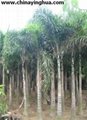 Wodyetia Bifureata-Foxtail Palm-Palm