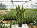 Sansevieria Trifasciata-Golden