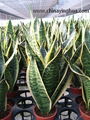 Sansevieria Trifasciata-Golden Hahnii-Snake Plant 2