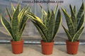 Sansevieria Trifasciata-Golden Hahnii-Snake Plant 3