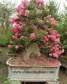 Lagerstroemia Indica-Landscaping Tree-Bonsai-Stump-Virescence Tree