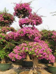 Bougainvillea Spectabilis-Bonsai-Live