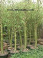 Bambusa Ventricosa-Bamboo-Buddha's