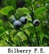 BilberryExtract