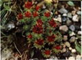 Rhodiola Rosea PE