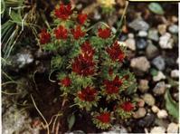 Rhodiola Rosea PE