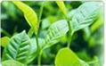 Green Tea Extract