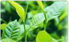 Green Tea Extract