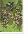 Grape Seed Extract