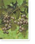 Grape Seed Extract