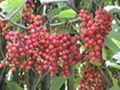 Schisandra Berries P.E.