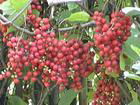 Schisandra Berries P.E.