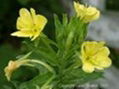 OENOTHERA BIENNIS OIL 1